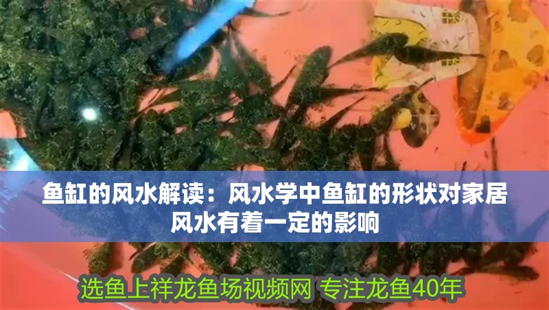 魚缸的風水解讀：風水學中魚缸的形狀對家居風水有著一定的影響 魚缸的風水解讀：風水學中魚缸的形狀對家居風水有著一定的影響 魚缸百科