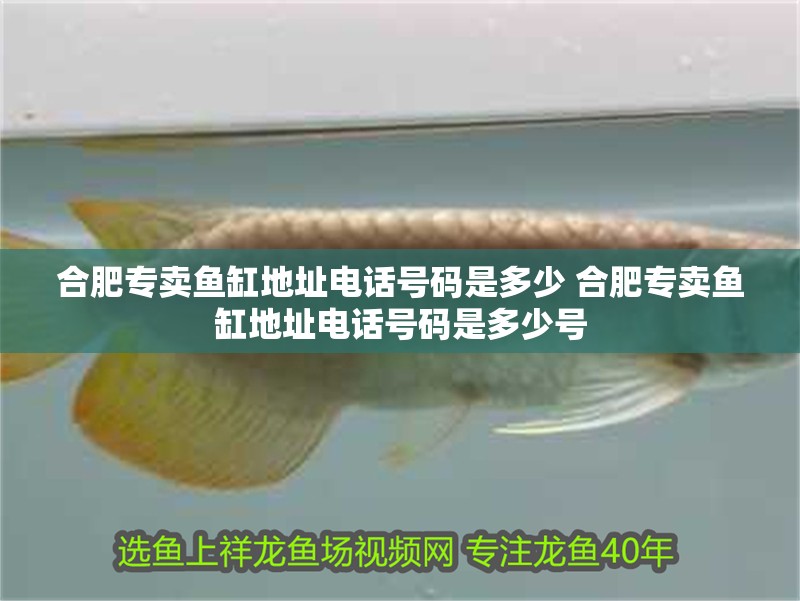 合肥專賣魚(yú)缸地址電話號(hào)碼是多少 合肥專賣魚(yú)缸地址電話號(hào)碼是多少號(hào)