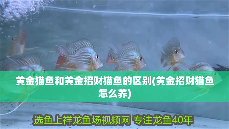 黃金貓魚和黃金招財貓魚的區別(黃金招財貓魚怎么養)