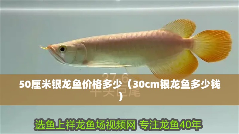 50厘米銀龍魚價格多少（30cm銀龍魚多少錢）