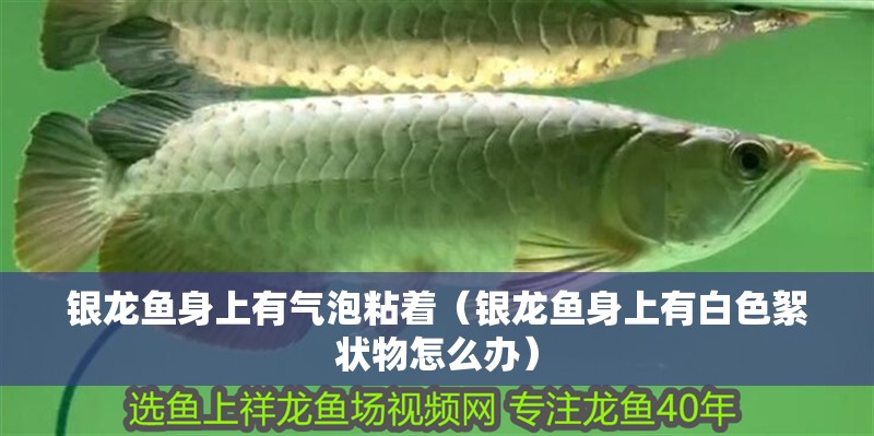 銀龍魚身上有氣泡粘著（銀龍魚身上有白色絮狀物怎么辦）