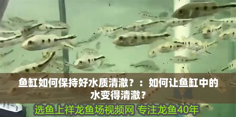 魚缸如何保持好水質(zhì)清澈？：如何讓魚缸中的水變得清澈？