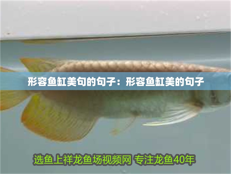 形容魚缸美句的句子：形容魚缸美的句子