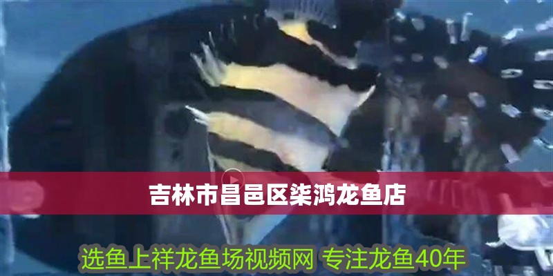 吉林市昌邑區柒鴻龍魚店