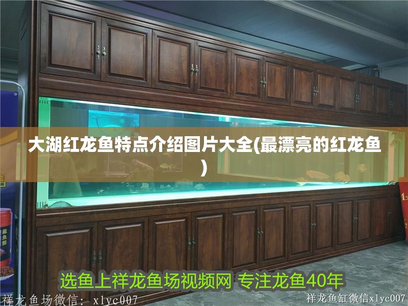 大湖紅龍魚特點介紹圖片大全(最漂亮的紅龍魚)