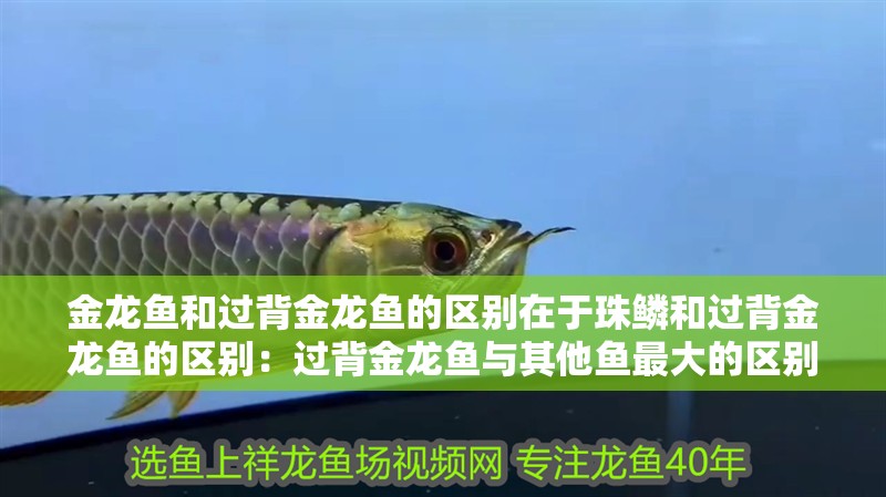 金龍魚和過背金龍魚的區(qū)別在于珠鱗和過背金龍魚的區(qū)別：過背金龍魚與其他魚最大的區(qū)別是什么？