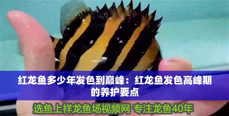 紅龍魚多少年發色到巔峰：紅龍魚發色高峰期的養護要點