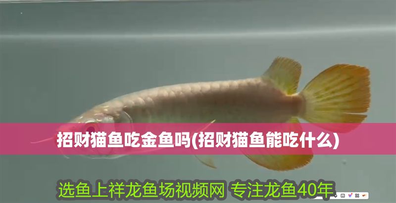 招財(cái)貓魚吃金魚嗎(招財(cái)貓魚能吃什么)