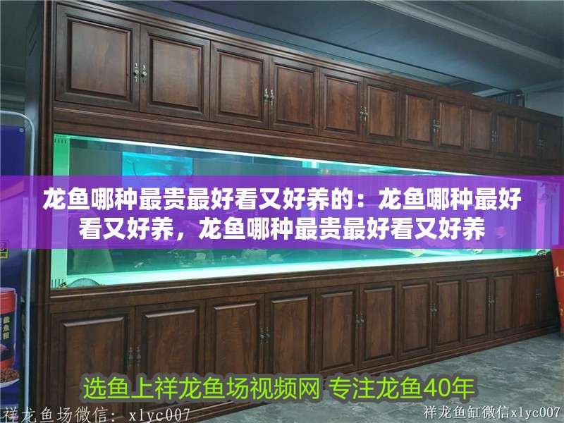 龍魚哪種最貴最好看又好養的：龍魚哪種最好看又好養，龍魚哪種最貴最好看又好養