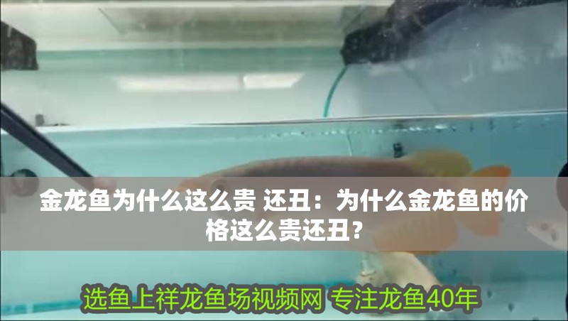 金龍魚為什么這么貴 還丑：為什么金龍魚的價格這么貴還丑？