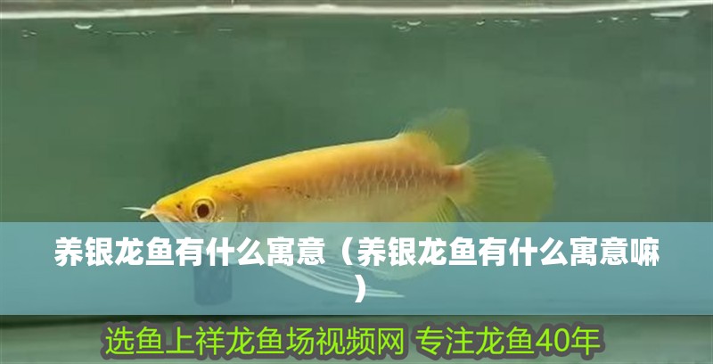 養銀龍魚有什么寓意（養銀龍魚有什么寓意嘛）