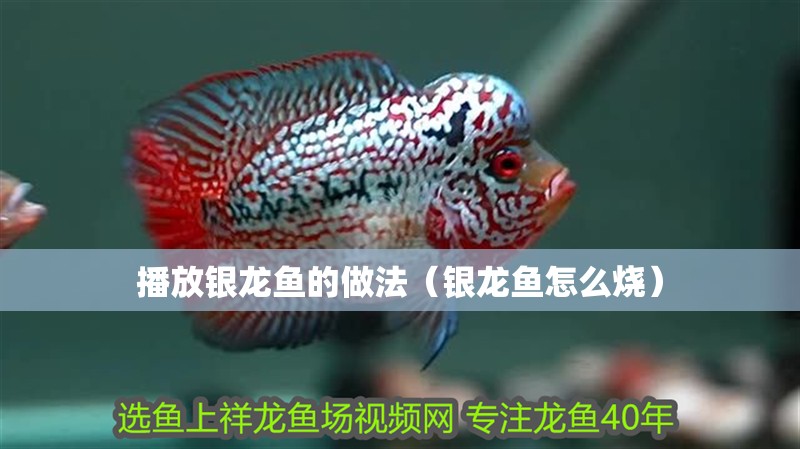 播放銀龍魚的做法（銀龍魚怎么燒）