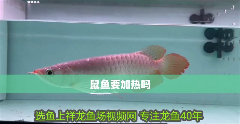 鼠魚要加熱嗎
