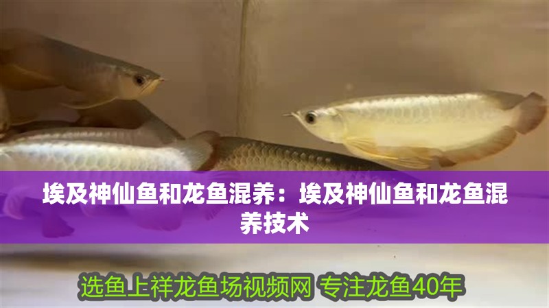 埃及神仙魚和龍魚混養(yǎng)：埃及神仙魚和龍魚混養(yǎng)技術(shù) 埃及神仙魚和龍魚混養(yǎng)：埃及神仙魚和龍魚混養(yǎng)技術(shù) 龍魚百科