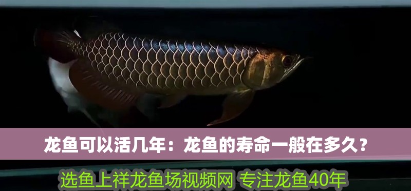 龍魚(yú)可以活幾年：龍魚(yú)的壽命一般在多久？