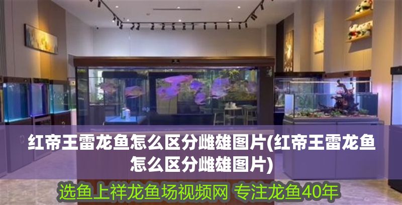 紅帝王雷龍魚怎么區(qū)分雌雄圖片(紅帝王雷龍魚怎么區(qū)分雌雄圖片)