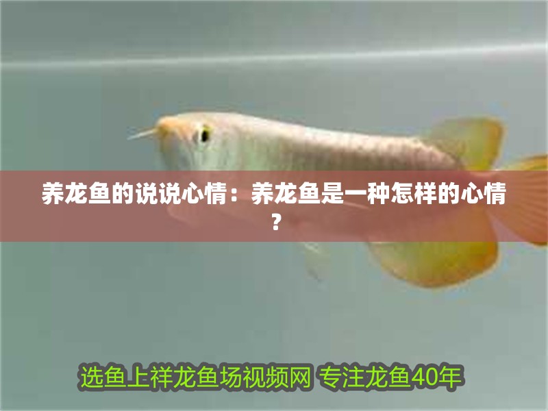 養(yǎng)龍魚(yú)的說(shuō)說(shuō)心情：養(yǎng)龍魚(yú)是一種怎樣的心情？