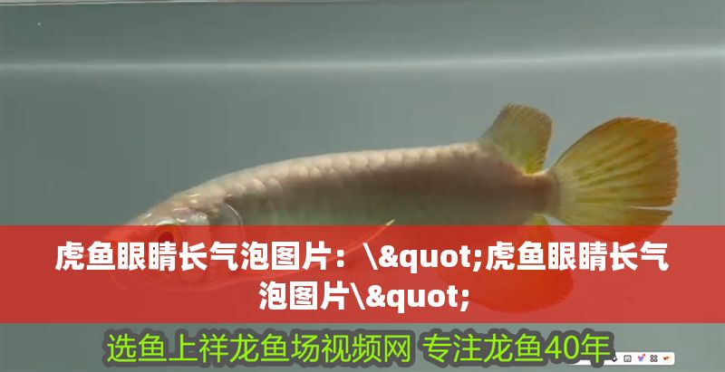 虎魚(yú)眼睛長(zhǎng)氣泡圖片：\"虎魚(yú)眼睛長(zhǎng)氣泡圖片\"