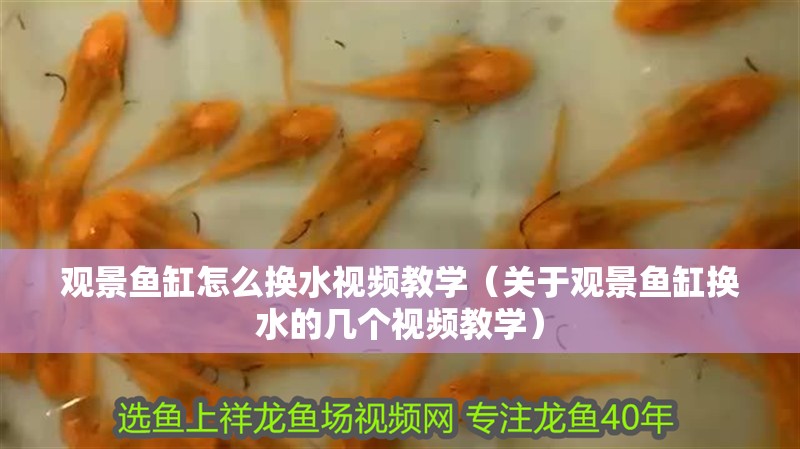 觀景魚缸怎么換水視頻教學（關于觀景魚缸換水的幾個視頻教學）