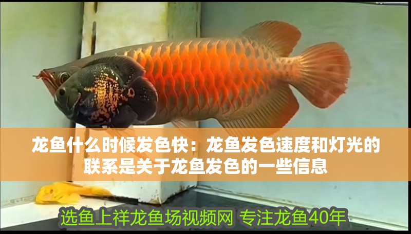 龍魚(yú)什么時(shí)候發(fā)色快：龍魚(yú)發(fā)色速度和燈光的聯(lián)系是關(guān)于龍魚(yú)發(fā)色的一些信息
