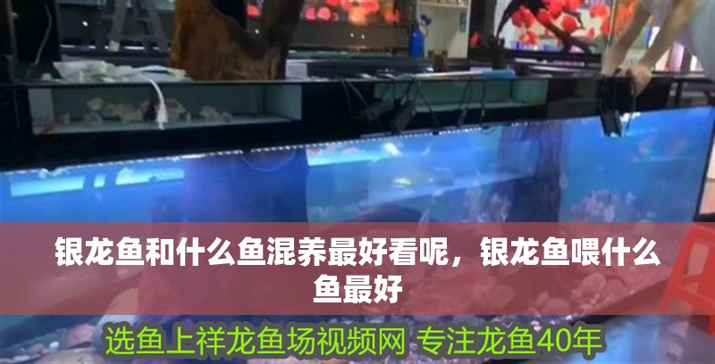 銀龍魚和什么魚混養(yǎng)最好看呢，銀龍魚喂什么魚最好