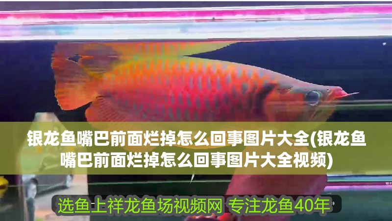 銀龍魚嘴巴前面爛掉怎么回事圖片大全(銀龍魚嘴巴前面爛掉怎么回事圖片大全視頻)