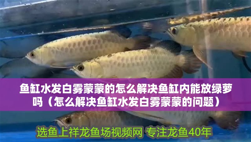 魚缸水發白霧蒙蒙的怎么解決魚缸內能放綠蘿嗎（怎么解決魚缸水發白霧蒙蒙的問題）