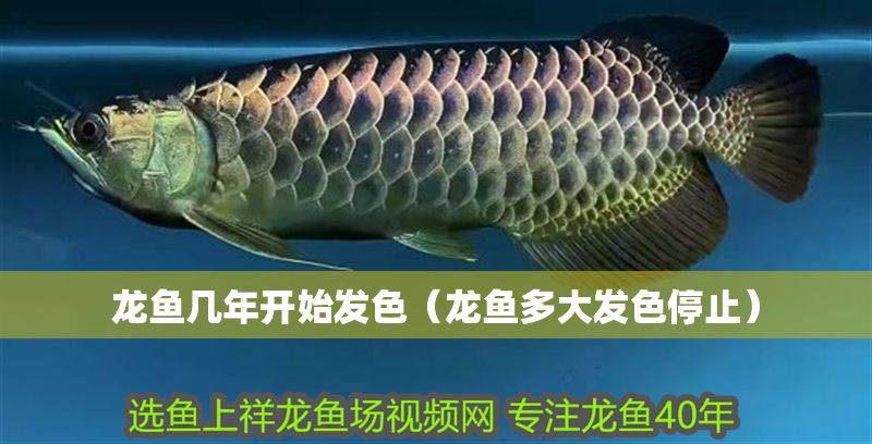 龍魚幾年開始發色（龍魚多大發色停止）