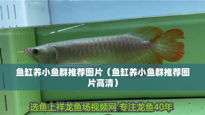 魚缸養小魚群推薦圖片（魚缸養小魚群推薦圖片高清）