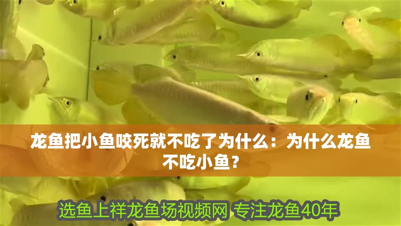 龍魚把小魚咬死就不吃了為什么：為什么龍魚不吃小魚？