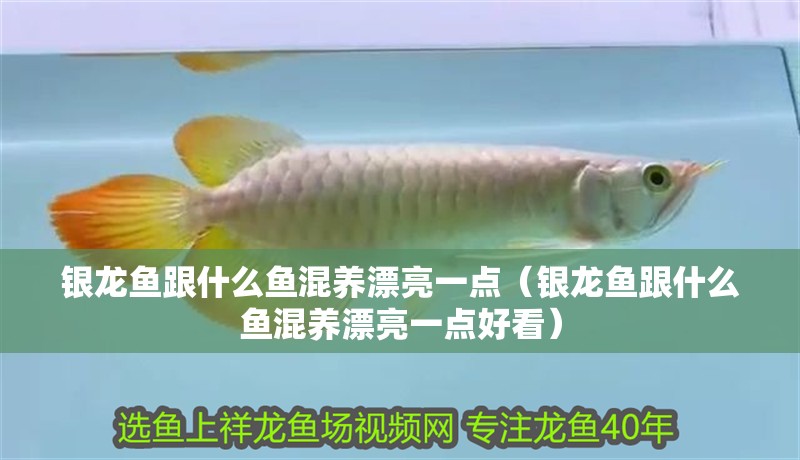 銀龍魚跟什么魚混養漂亮一點（銀龍魚跟什么魚混養漂亮一點好看）