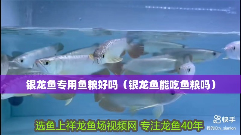 銀龍魚專用魚糧好嗎（銀龍魚能吃魚糧嗎）