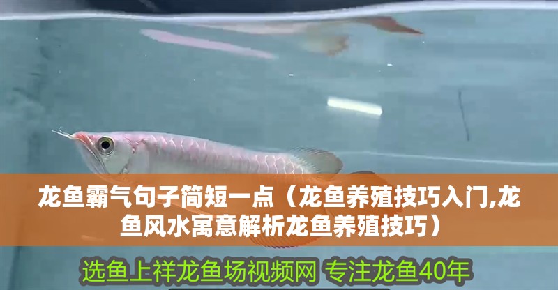 龍魚霸氣句子簡短一點（龍魚養殖技巧入門,龍魚風水寓意解析龍魚養殖技巧）