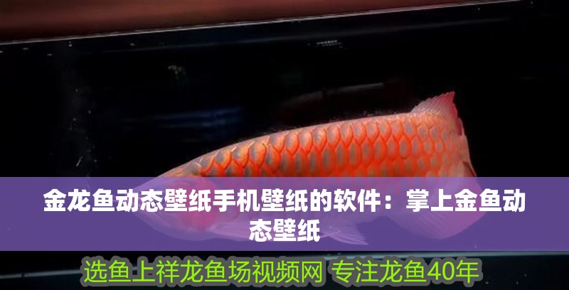 金龍魚動(dòng)態(tài)壁紙手機(jī)壁紙的軟件：掌上金魚動(dòng)態(tài)壁紙