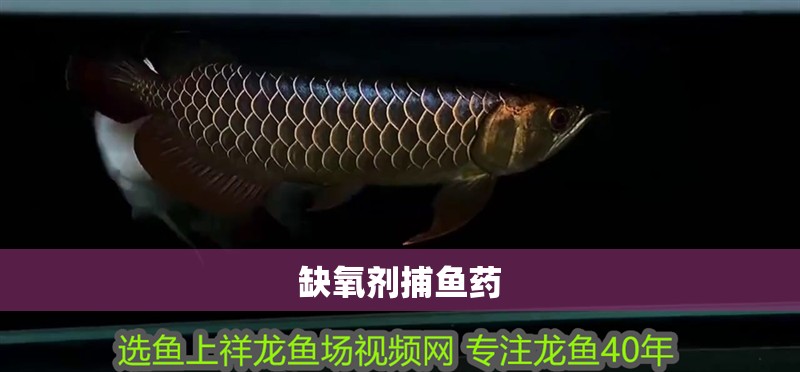 缺氧劑捕魚藥