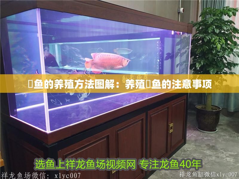 魟魚的養殖方法圖解：養殖魟魚的注意事項