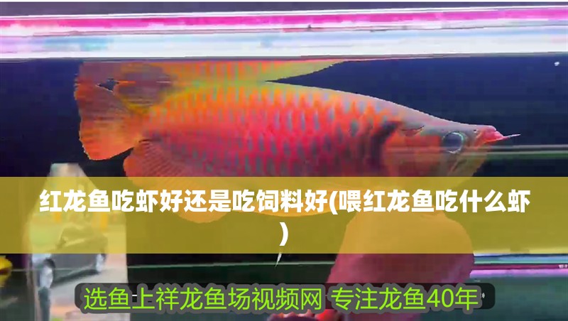紅龍魚吃蝦好還是吃飼料好(喂紅龍魚吃什么蝦)