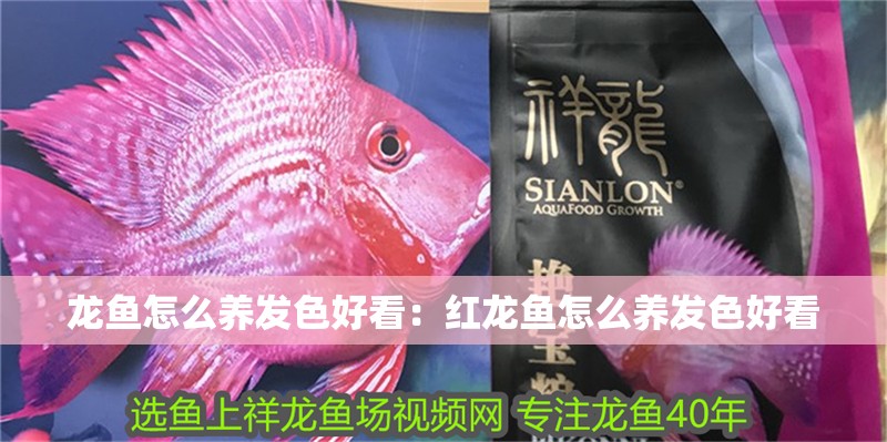 龍魚怎么養發色好看：紅龍魚怎么養發色好看