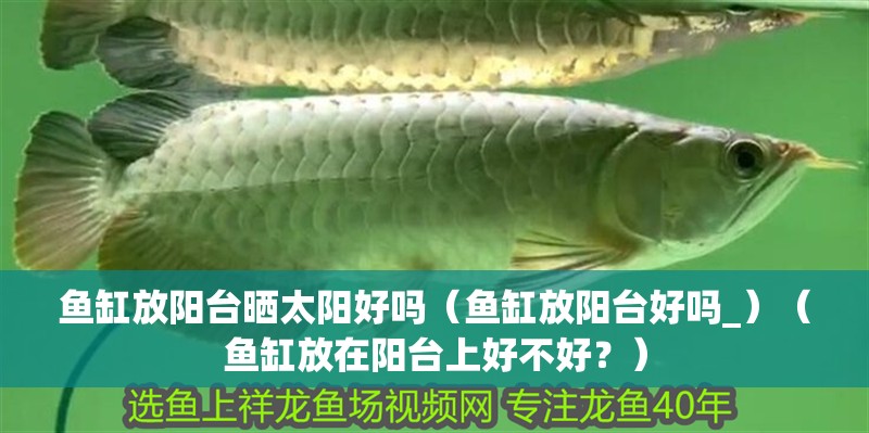 魚缸放陽臺曬太陽好嗎（魚缸放陽臺好嗎_）（魚缸放在陽臺上好不好？）