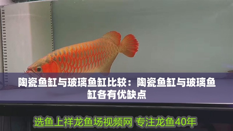陶瓷魚缸與玻璃魚缸比較：陶瓷魚缸與玻璃魚缸各有優(yōu)缺點