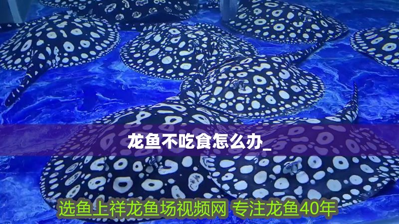 龍魚不吃食怎么辦_