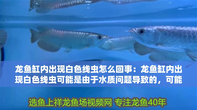 龍魚缸內(nèi)出現(xiàn)白色線蟲怎么回事：龍魚缸內(nèi)出現(xiàn)白色線蟲可能是由于水質(zhì)問題導(dǎo)致的，可能是由于水質(zhì)問題導(dǎo)致的