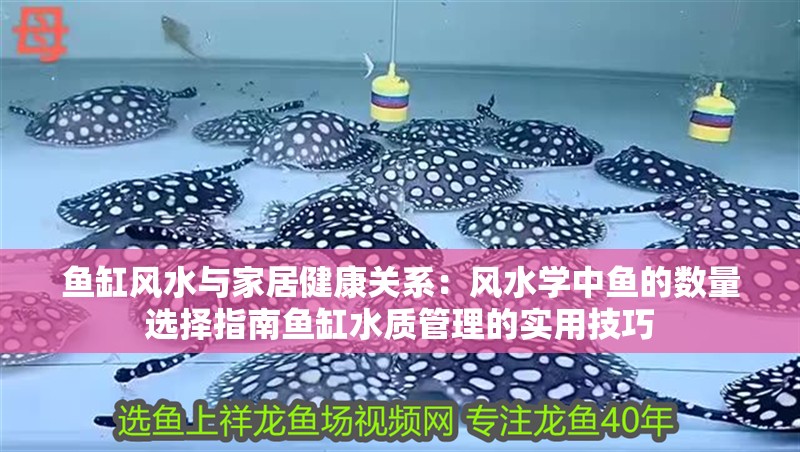 魚缸風水與家居健康關系：風水學中魚的數量選擇指南魚缸水質管理的實用技巧
