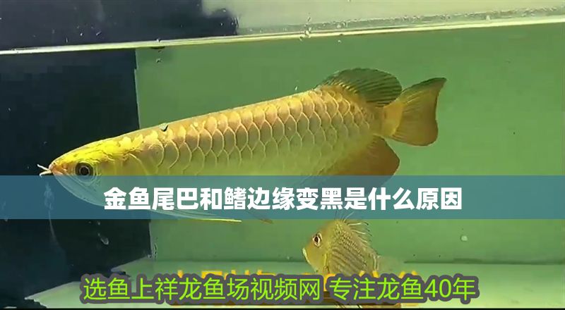 金魚尾巴和鰭邊緣變黑是什么原因