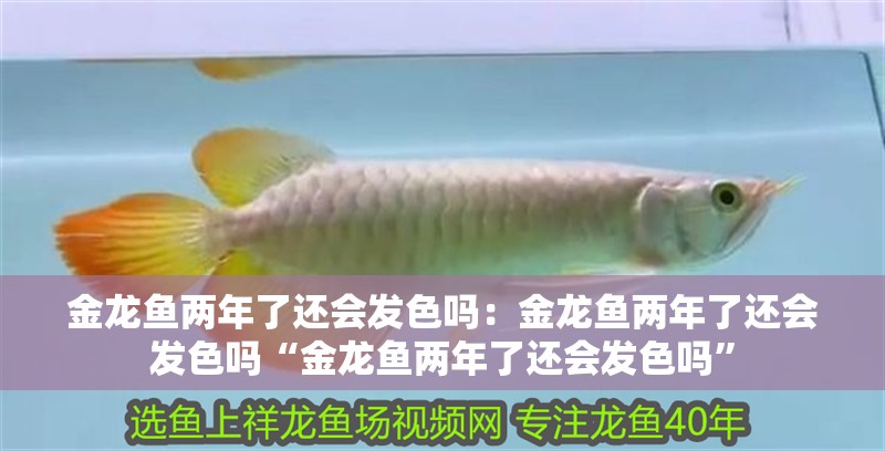 金龍魚兩年了還會發色嗎：金龍魚兩年了還會發色嗎“金龍魚兩年了還會發色嗎”