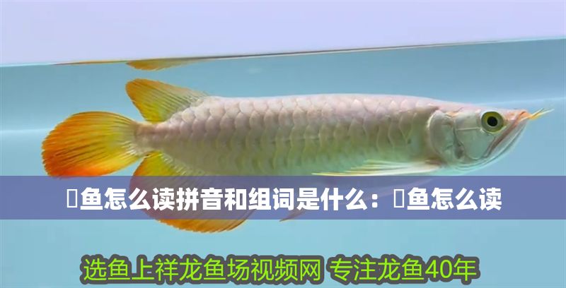 魟魚怎么讀拼音和組詞是什么：魟魚怎么讀