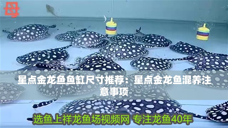星點(diǎn)金龍魚(yú)魚(yú)缸尺寸推薦：星點(diǎn)金龍魚(yú)混養(yǎng)注意事項(xiàng)