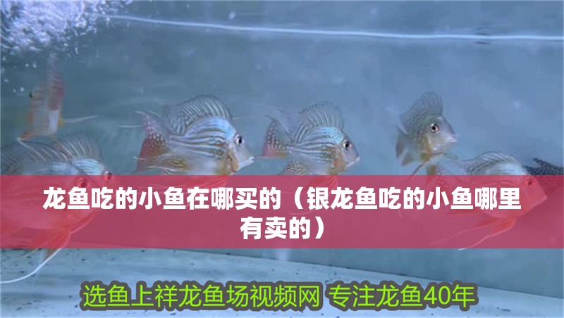龍魚吃的小魚在哪買的（銀龍魚吃的小魚哪里有賣的）