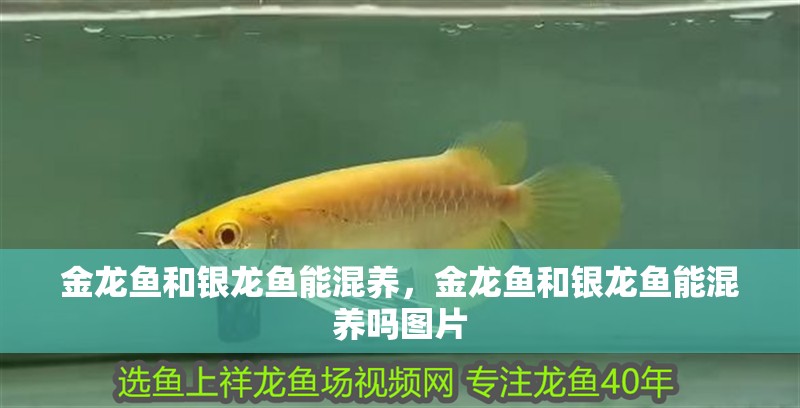 金龍魚和銀龍魚能混養，金龍魚和銀龍魚能混養嗎圖片
