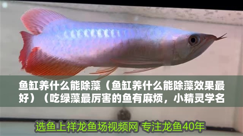 魚缸養(yǎng)什么能除藻（魚缸養(yǎng)什么能除藻效果最好）（吃綠藻最厲害的魚有麻煩，小精靈學(xué)名耳斑鯰、小猴飛狐、小猴飛狐）